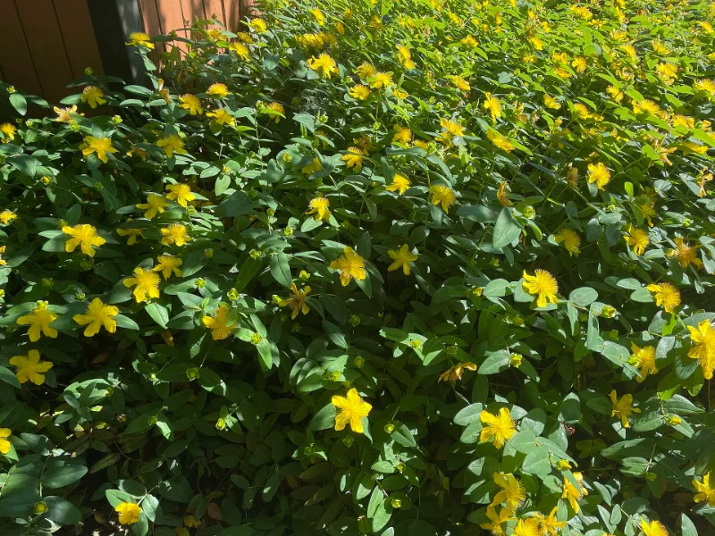 Aaron's beard (Hypericum calycinum) in flower