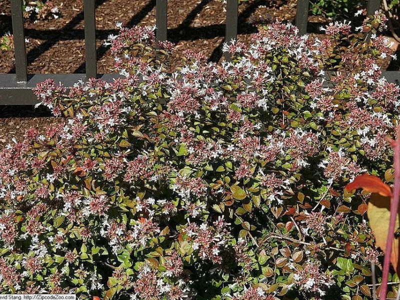 Abelia 'Rose Creek' (Abelia x grandiflora 'Rose Creek') in flower