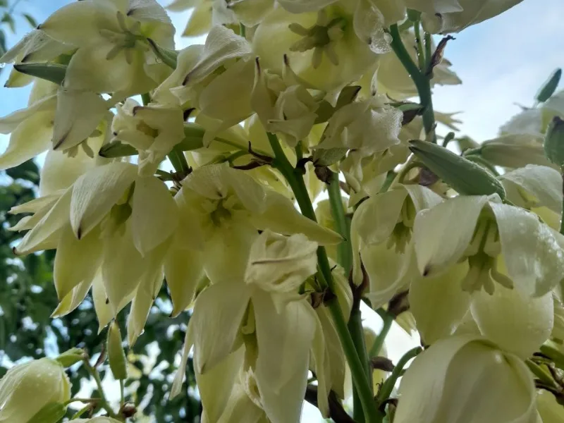 Adam's needle (Yucca filamentosa) in flower