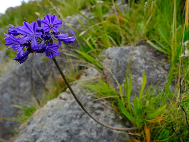 African lily (Agapanthus africanus) in flower