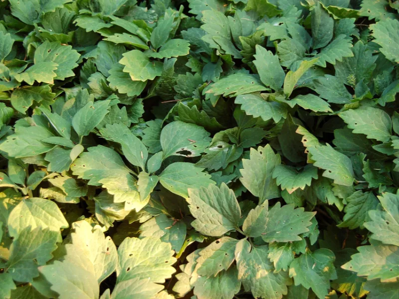 Allegheny spurge (Pachysandra procumbens) in flower