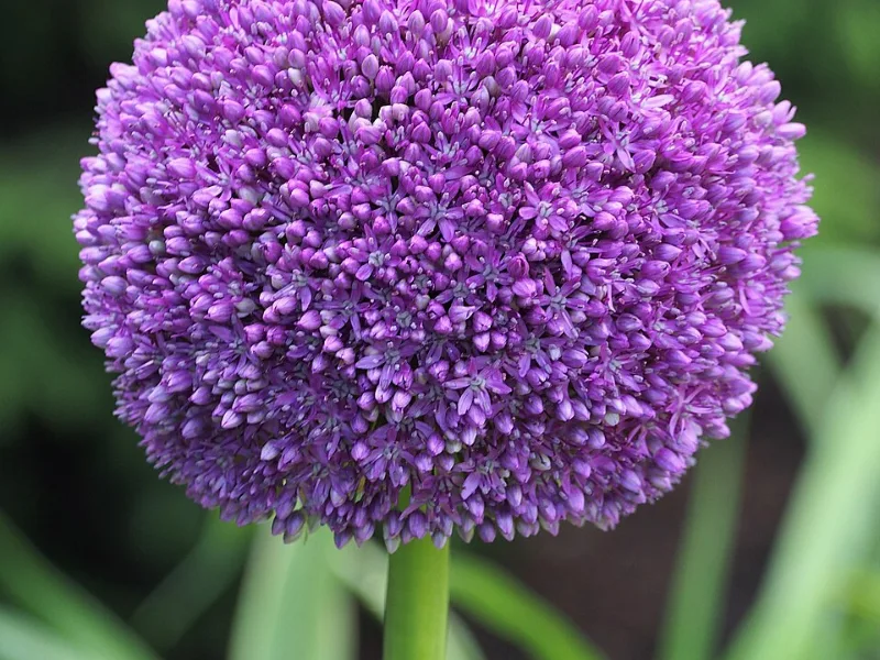 Allium 'Ambassador' (Allium 'Ambassador') in flower