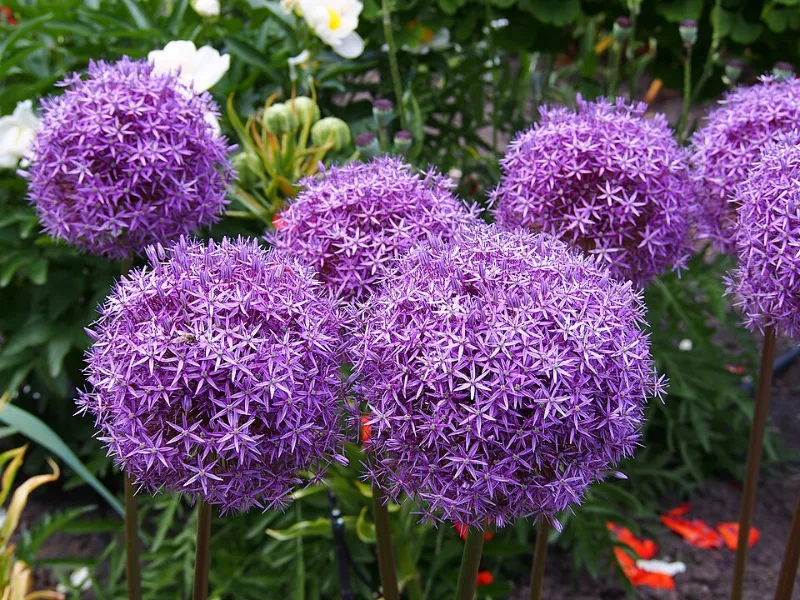 Allium 'Gladiator' (Allium 'Gladiator') in flower