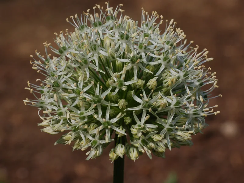 Allium 'Mount Everest' (Allium 'Mount Everest') in flower