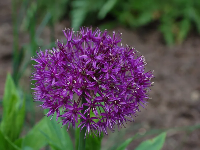 Ornamental onion 'Purple Sensation' (Allium hollandicum 'Purple Sensation') in flower