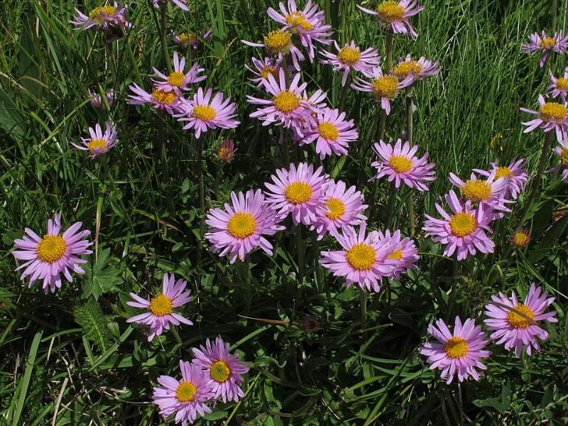 Alpine aster (Aster alpinus) in flower