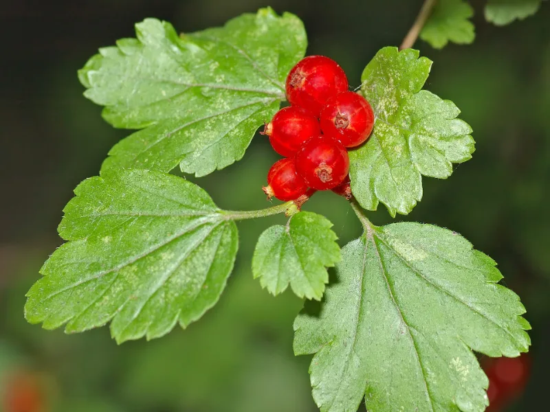 Alpine currant (Ribes alpinum)