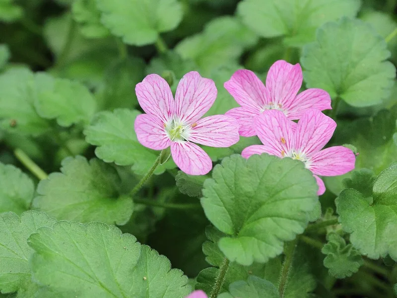 Alpine geranium (Erodium reichardii) in flower