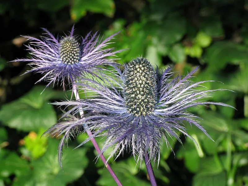 Alpine sea holly (Eryngium alpinum) in flower