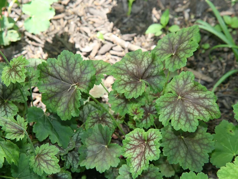 American alumroot (Heuchera americana)