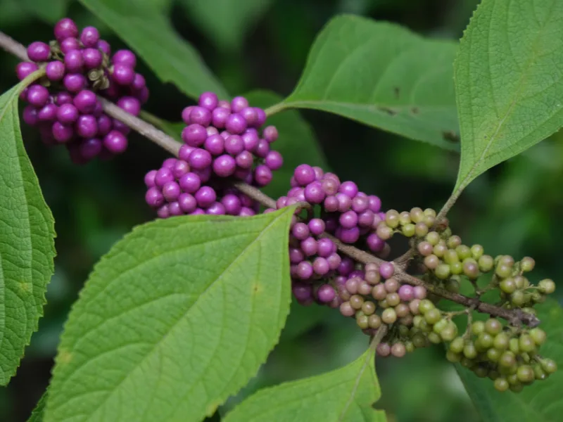 American beautyberry (Callicarpa americana) in flower