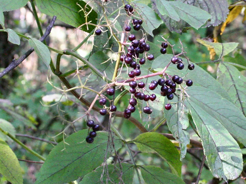 American elderberry (Sambucus canadensis) in flower