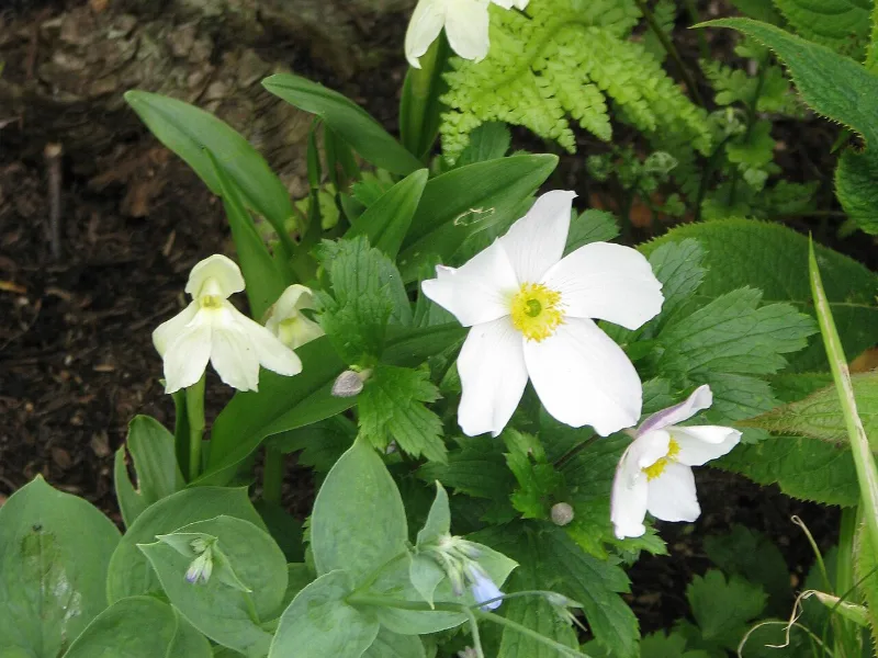 Anemone 'Wild Swan' (Anemone 'Wild Swan') in flower