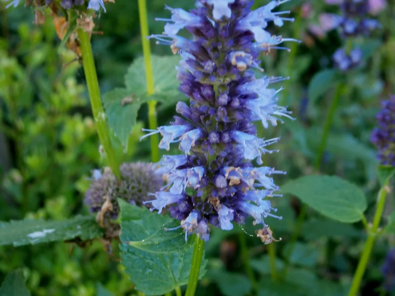 Anise hyssop (Agastache foeniculum) in flower