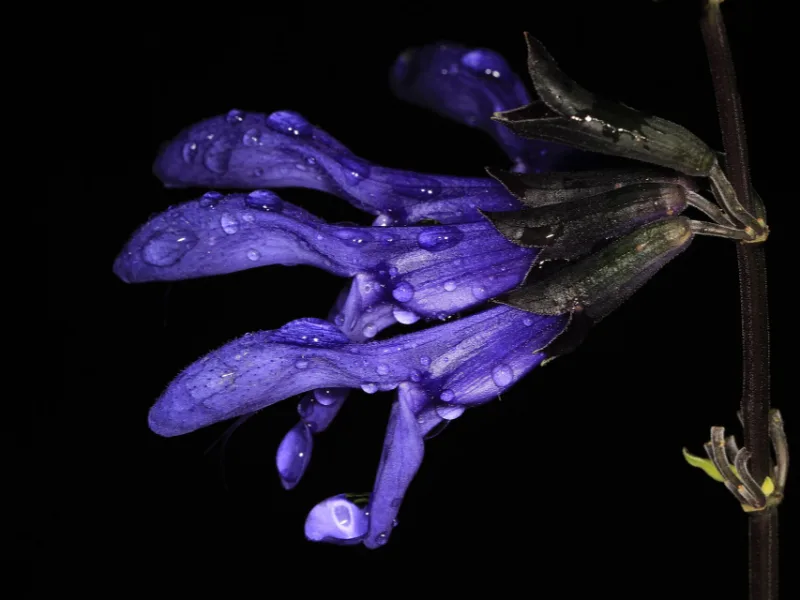 Anise sage 'Black and Blue' (Salvia guaranitica 'Black and Blue') in flower