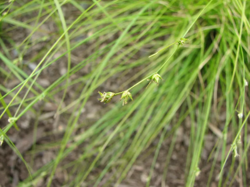 Appalachian sedge (Carex appalachica)