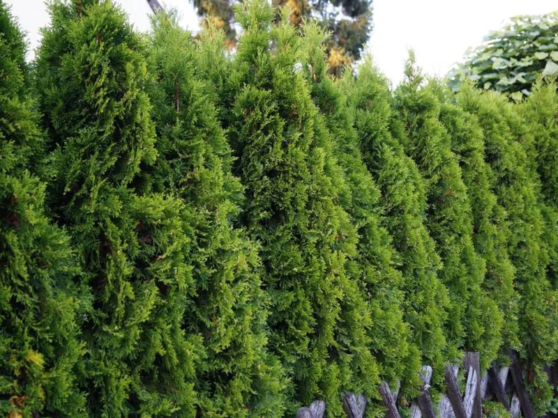 Arborvitae 'Emerald Green' (Thuja occidentalis 'Smaragd')