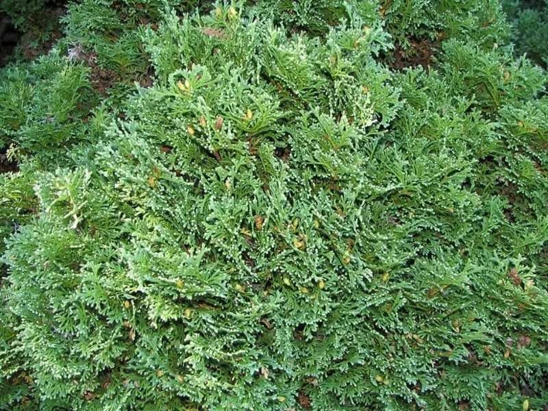 Arborvitae 'Hetz Midget' (Thuja occidentalis 'Hetz Midget')