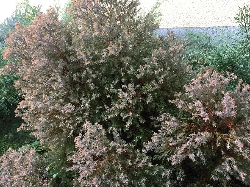 Arborvitae 'Rheingold' (Thuja occidentalis 'Rheingold')
