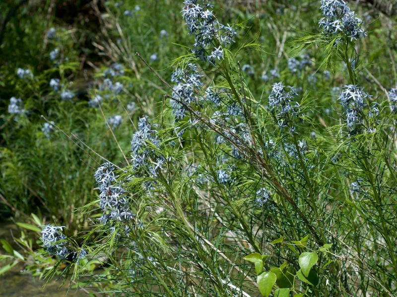 Arkansas bluestar (Amsonia hubrichtii) in flower