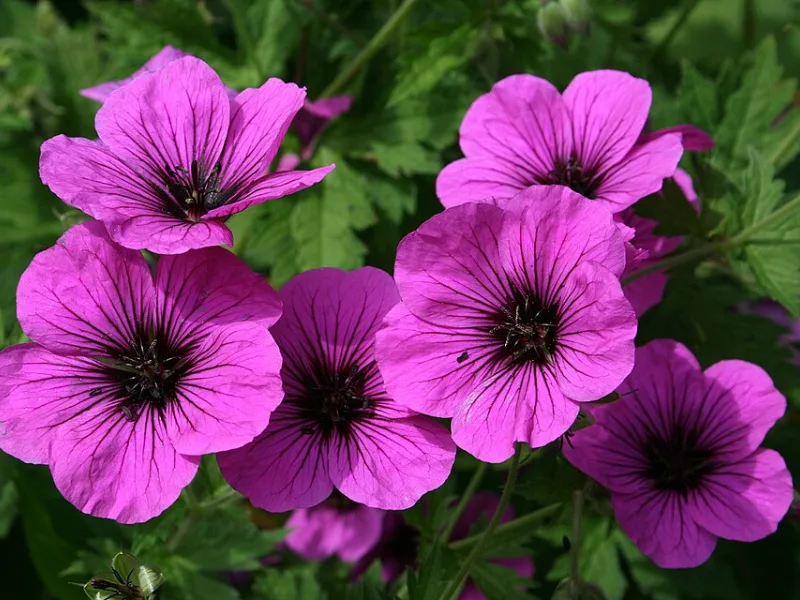Armenian cranesbill (Geranium psilostemon) in flower