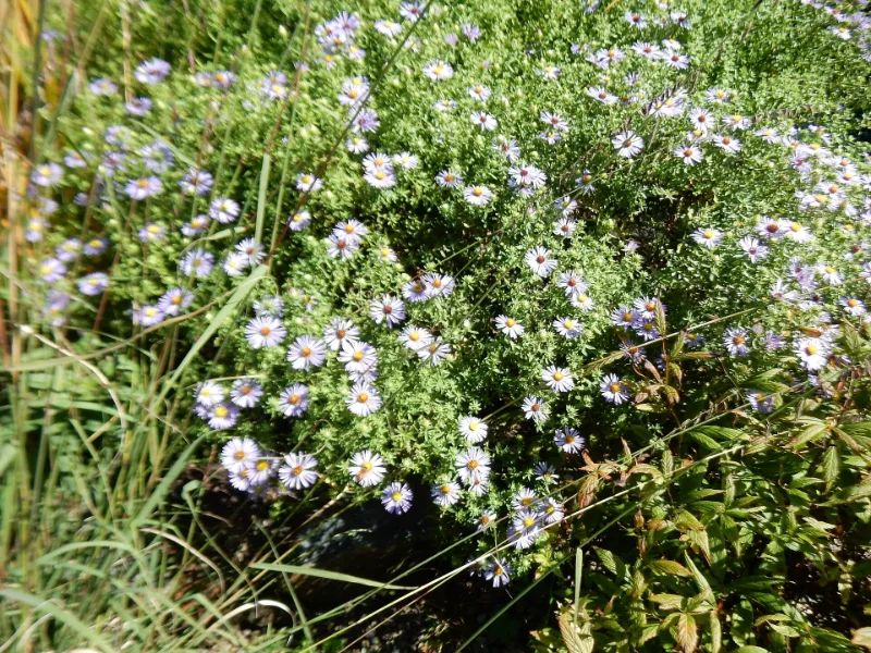 Aromatic aster 'October Skies' (Symphyotrichum oblongifolium 'October Skies') in flower