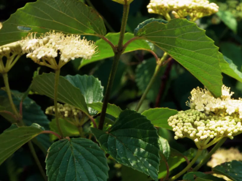 Arrowwood viburnum (Viburnum dentatum) in flower