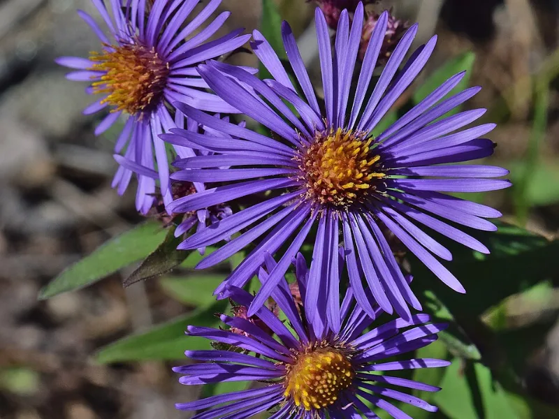 New England aster 'Purple Dome' (Symphyotrichum novae-angliae 'Purple Dome') in flower