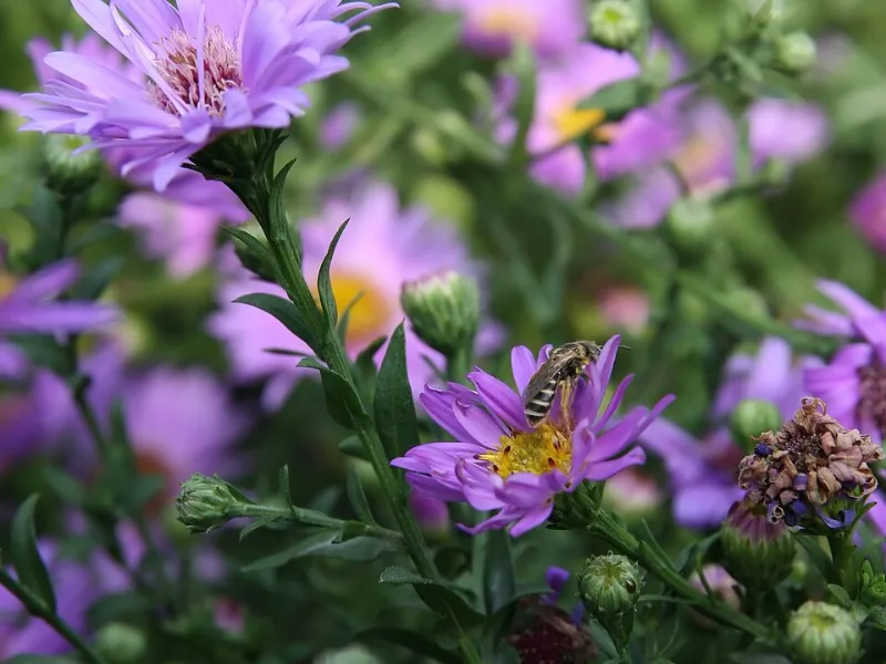 Aster 'Wood's Purple' (Symphyotrichum 'Wood's Purple') in flower