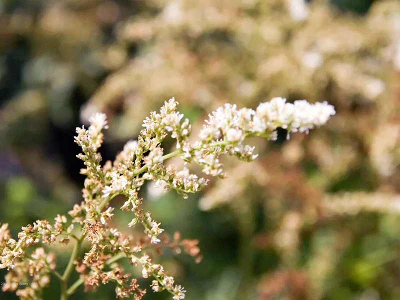 Astilbe 'Bridal Veil' (Astilbe x arendsii 'Bridal Veil') in flower