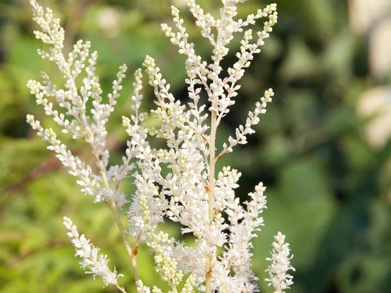 Astilbe 'Deutschland' (Astilbe japonica 'Deutschland') in flower