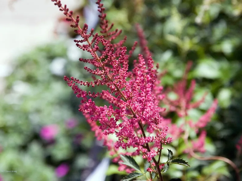 Astilbe 'Fanal' (Astilbe x arendsii 'Fanal') in flower