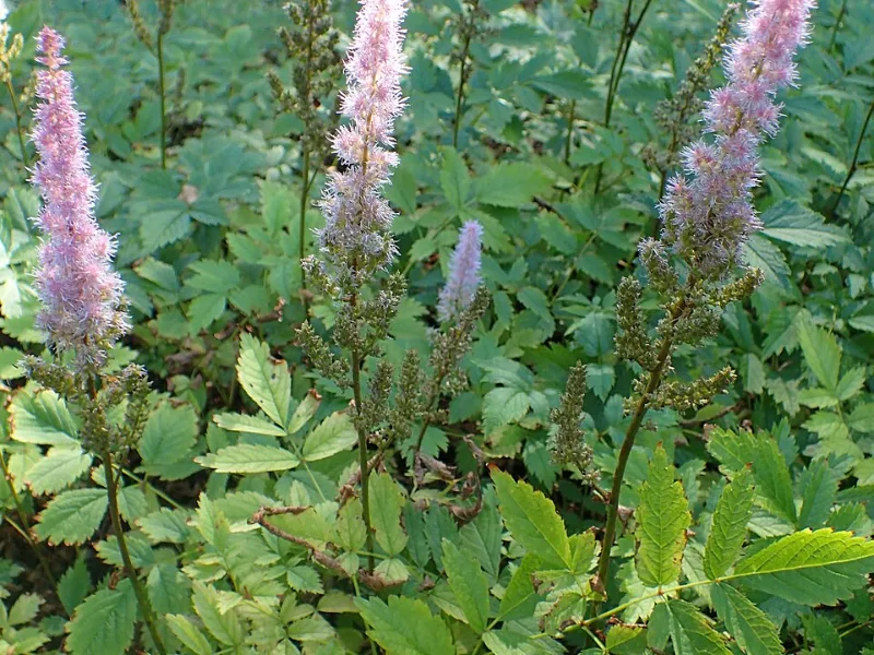 Astilbe 'Purple Candles' (Astilbe chinensis 'Purpurkerze') in flower