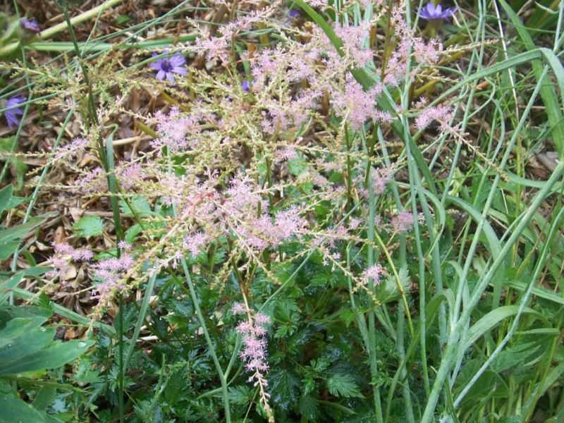Astilbe 'Sprite' (Astilbe simplicifolia 'Sprite') in flower