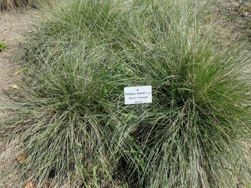 Atlas fescue (Festuca mairei) in flower