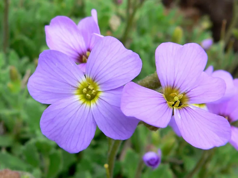 Aubrieta (Aubrieta deltoidea) in flower
