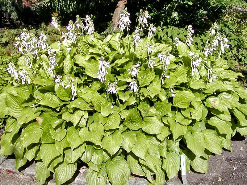 August lily (Hosta plantaginea) in flower