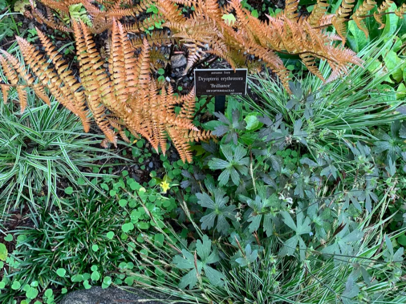 Autumn fern 'Brilliance' (Dryopteris erythrosora 'Brilliance')