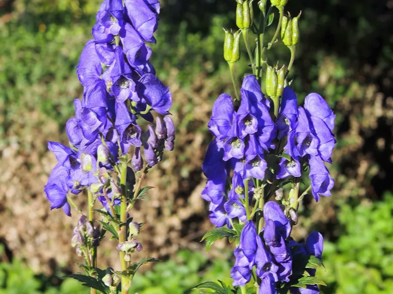 Autumn monkshood (Aconitum carmichaelii 'Arendsii') in flower