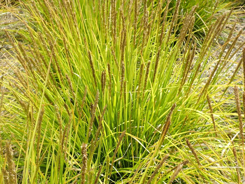 Autumn moor grass (Sesleria autumnalis) in flower