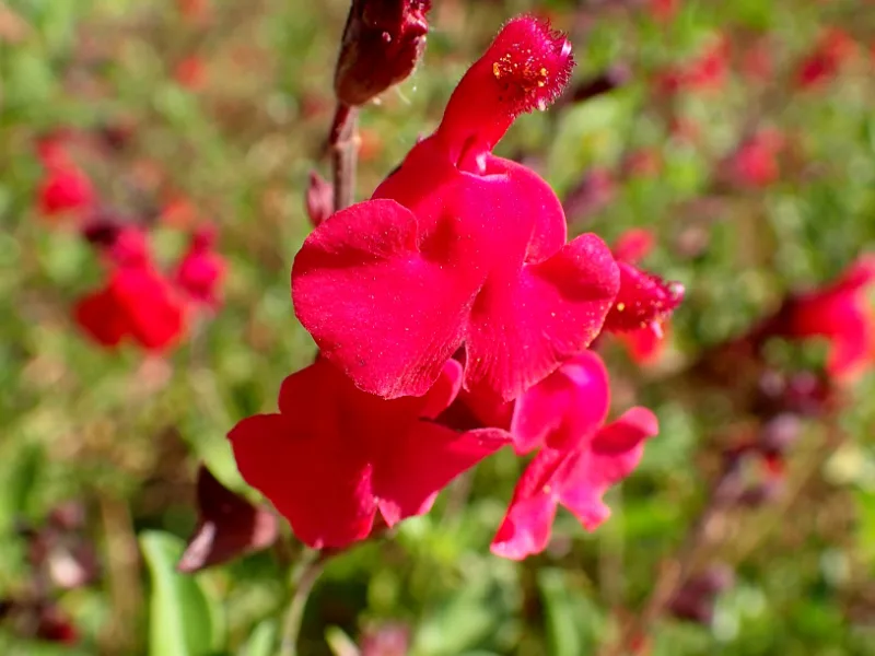 Autumn sage (Salvia greggii) in flower