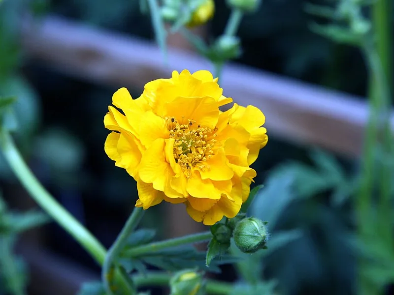 Avens 'Lady Stratheden' (Geum 'Lady Stratheden') in flower