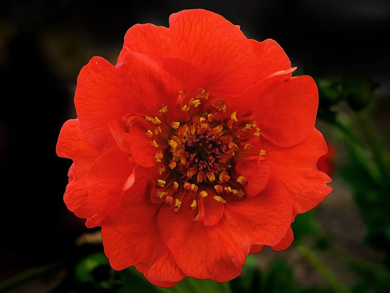 Avens 'Mrs J. Bradshaw' (Geum 'Mrs J. Bradshaw') in flower