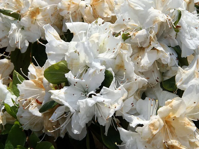 Azalea 'Delaware Valley White' (Rhododendron 'Delaware Valley White') in flower