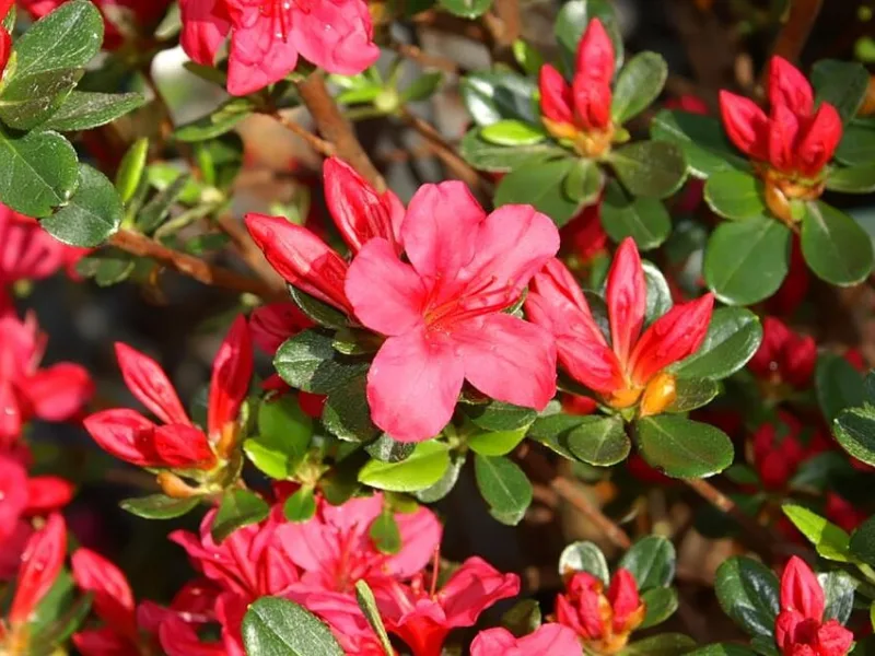 Azalea 'Hino-Crimson' (Rhododendron 'Hino-Crimson') in flower