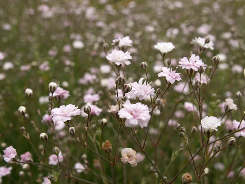 Baby's breath 'Rosy Veil' (Gypsophila 'Rosenschleier') in flower