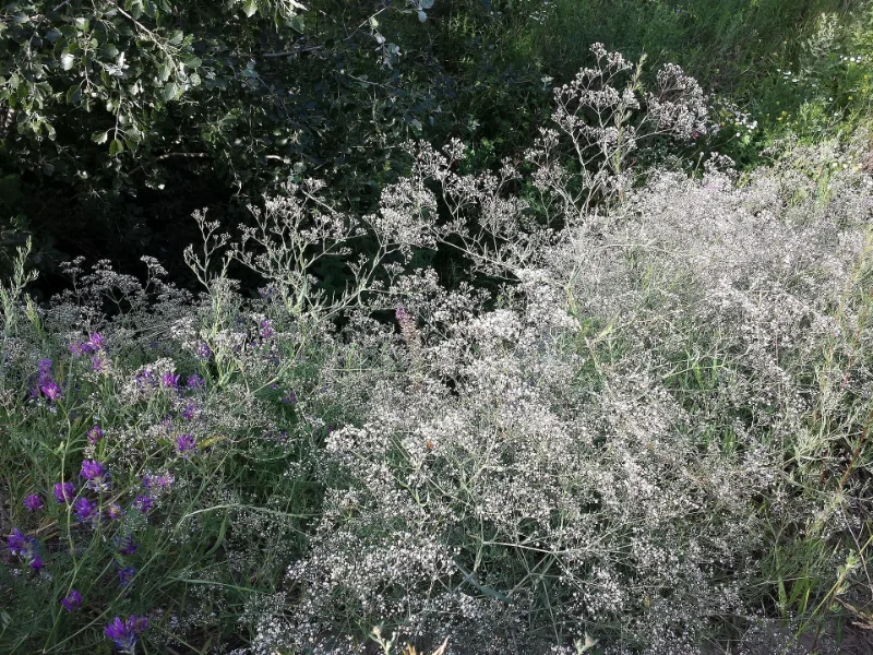 Baby's breath (Gypsophila paniculata) in flower
