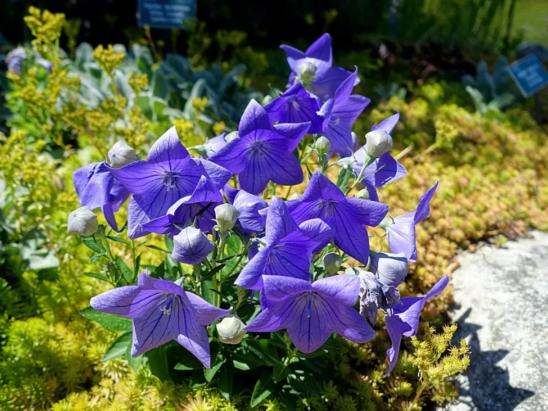 Balloon flower 'Sentimental Blue' (Platycodon grandiflorus 'Sentimental Blue') in flower