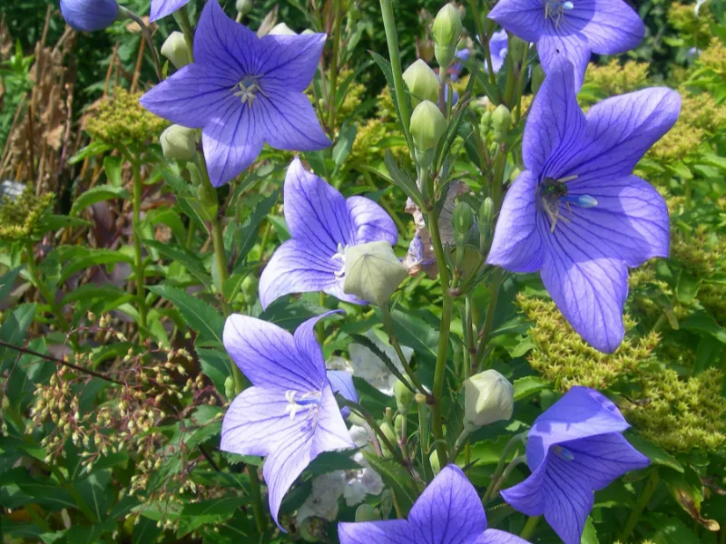 Balloon flower (Platycodon grandiflorus) in flower