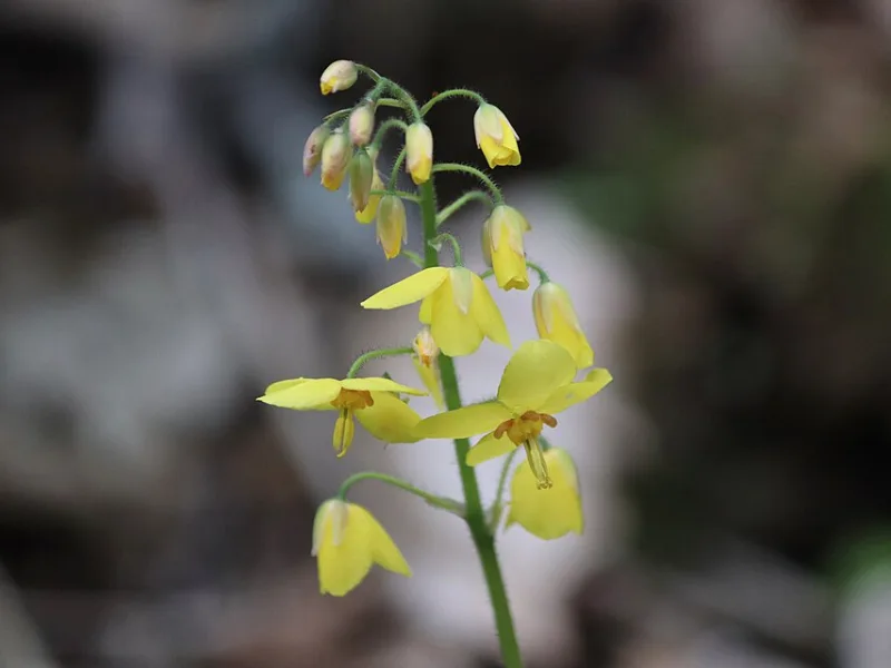Barrenwort 'Frohnleiten' (Epimedium x perralchicum 'Frohnleiten') in flower